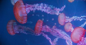 Closeup Atlantic Sea Nettle Chrysaora Quinquecirrha Stock Footage Video (100% Royalty-free) 1091872599 | Shutterstock
