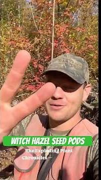 The Exploding Plant Chronicles, Volume II: Witch Hazel (Hamamelis virginiana)! #plant #plants #short
