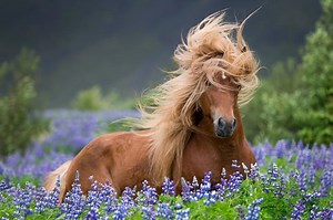 200  Female Horse Names for Her Unique Personality | LoveToKnow Pets