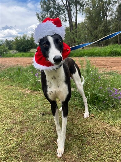 Potchefstroom shelter appeals for festive season donations