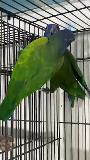 The Stunning Blue-Headed Pionus: Gorgeous & Gentle! 💙🦜