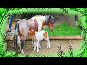 Baby miniature horse sucks milk