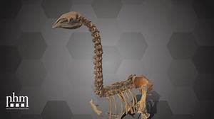 South Island Giant Moa (NHMW-GEO-2023/0334/0001) - Download Free 3D model by Natural History Museum Vienna (@NHMWien)