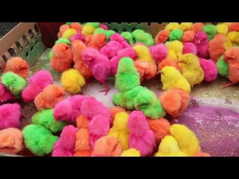 Satisfying Baby Chick Sounds 🐥 Colorful Chicks Chirping | Relaxing Animal Sounds