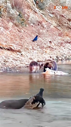 Sea Lion Escapes a Monster Crocodile 😱 Insane Survival Moment!