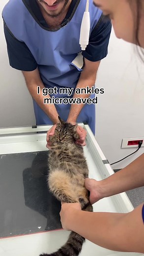 Behind the Scenes at the Vet: Drama, Performances, and a Touching Experience