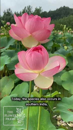 Lotus ( Nelumbo nucifera) #flowers #youtubeshorts #shorts