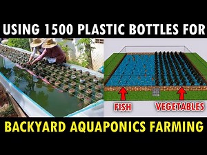 Using 1500 Plastic Bottles for Backyard INTEGRATED AQUAPONICS FARMING Fresh Fish and Growing Plants