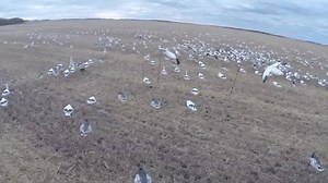 12K views · 116 reactions | What does a huge snow goose spread really...