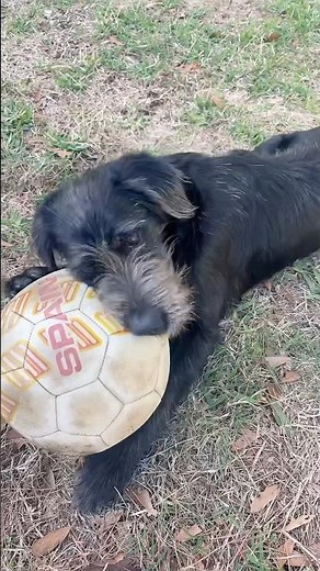 Little orphan Annie (the dog) plays soccer