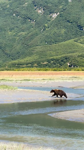 15K views · 617 reactions | This was a beautiful afternoon in Alaska this summer, along the vast and wonderfully wild shores of the Bear Coast. Wild bears being wild bears. #foryoupagereels #alaska #alaskalife #bears #wildlifephotography #wildlife #wildlifeconservation #fyp #exploremore #nationalparks #natgeowild #views1m #naturelovers #offgrid | Arthur Lefo | Facebook