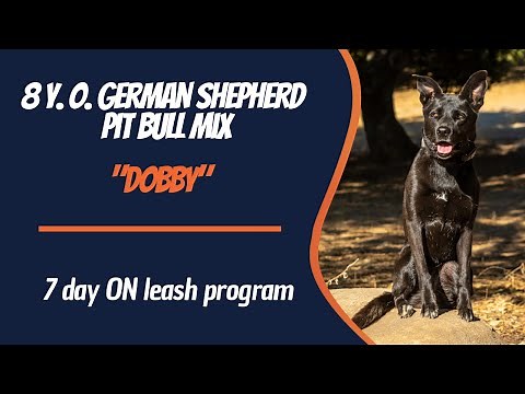 GERMAN SHEPHERD PIT BULL MIX / DOG TRAINING