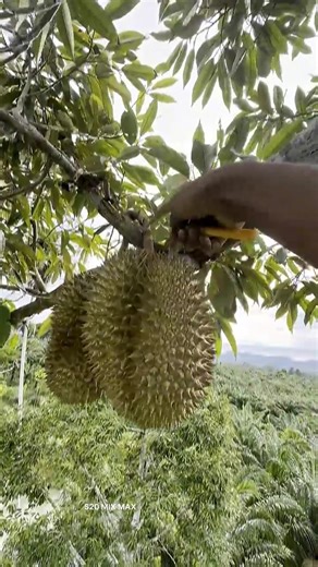 Dekho china 🤔 ka lamba kathal ka tree #Jackfruit