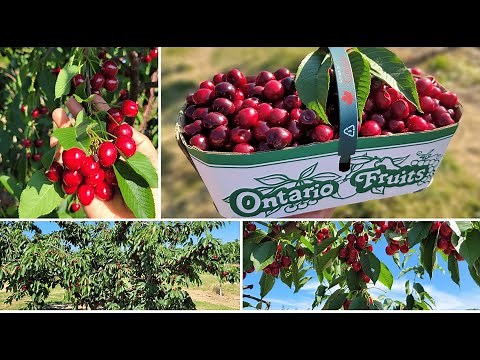 Cherry Picking in Canada - Summer 2022 | Cherry farm tour | Pick your own fruit | Sun Valley Farms