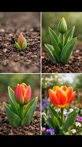 How to propagate tulips and grow thousands easily | Simple Recipe Secrets