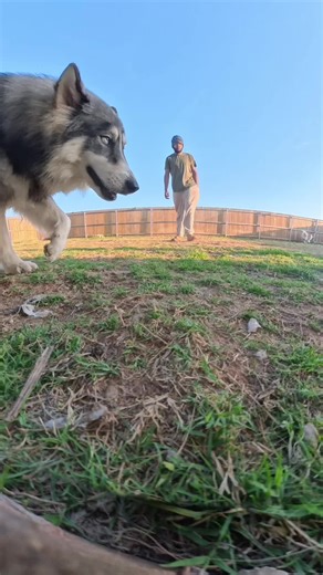 Understanding the Unique Affection of Wolfdogs and NAIDs