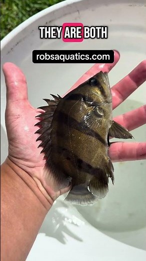 NTT Datnoid — The STRIPED Assassin of the Aquarium!