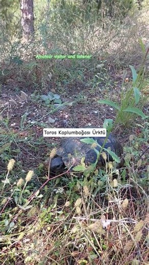 Taurus Turtle #turtle #turtle 🐢🐢🐢