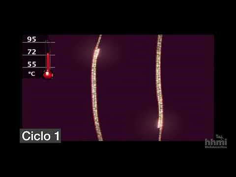 Reacción en cadena de la polimerasa (PCR) | Video HHMI BioInteractive