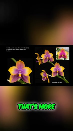 ✨ Novelty Phalaenopsis worth knowing 🌸Big-lip (peloric) Phals started as a mutation in Hawaii and were later refined by Taiwanese breeders. Fragrant, star-shaped novelties stay compact, rebloom from green spikes, and shine in summer. 🌸True red Phalaenopsis are rare and not mass-produced. Look to specialty growers like Kroll-Smith Orchids or orchid shows. 🌸Primary hybrids like violacea × tetraspis give unpredictable, often fragrant blooms where no two flowers look the same. If you want fragran