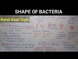 Shape Of Bacteria | Coccus, Bacillus And Spiral Forms | Class 11