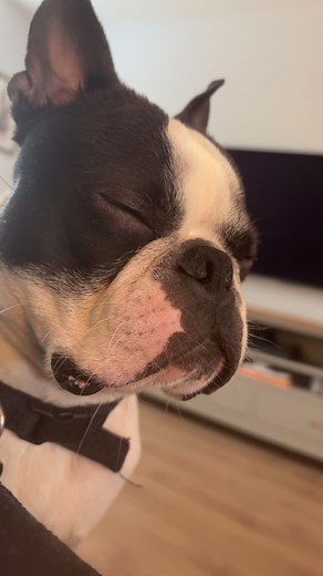 Adorable Boston Terrier Moments with Frank