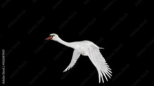 White Mute Swan - Wild Waterfowl Bird - Flying Loop - Aerial Front Side Angle Close Up View - Alpha Channel - Realistic naturalistic 4K UHD 3D slow motion animation isolated on transparent background