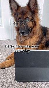 237K views · 4.4K reactions | Derek’s test results  Jason Banks Comedy #jasonbankscomedy #baneandbrue #dogskit # | grizzly.bane | Facebook