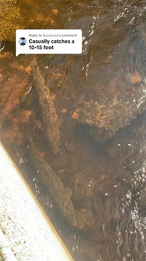 Lake Sturgeon Spawning in Lake Michigan Tributaries