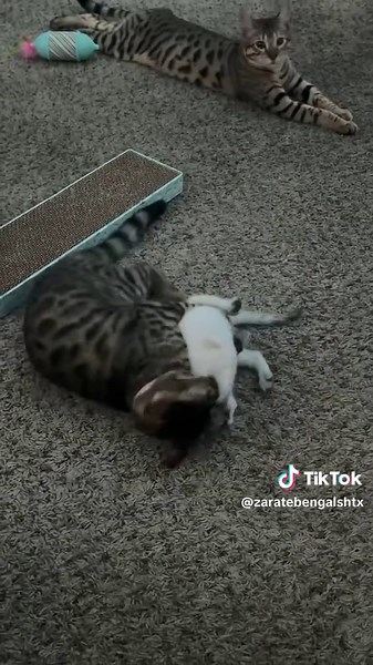 Bengal Kittens: Client Update on Happy Siblings