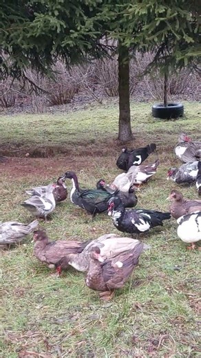 Muscovy Ducks #farmlife #duck #duckfarming #birds #freerange