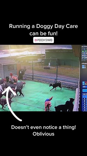 Running a Doggy Day Care: Fun Moments with Dogs