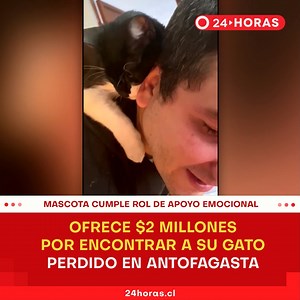 472K views · 7.8K reactions | Una millonaria recompensa ofrece una familia a quien encuentre un gato perdido en Antofagasta. La mascota extraviada, cumple un rol de apoyo emocional importante para una mujer que enfrenta un cuadro depresivo. | 24horas.cl | Facebook
