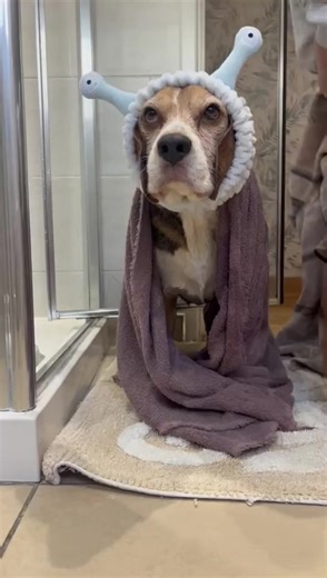 Showering on Christmas Day with My Beagle