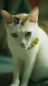 鹅肉汤面&两年的咸橘送两颗 Goose Soup Noodles & Salted Kumquats #cooking #chinesefood #noodles #food