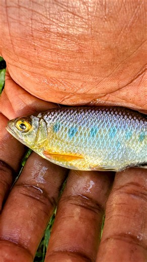 Opsarius bakeri | Blue Spotted Hill Trout Watch in HD: https://youtube.com/shorts/XSFGiOLU0vo?si=Hrb3mRMYMVf9hh8r @top fans | Meenkaran