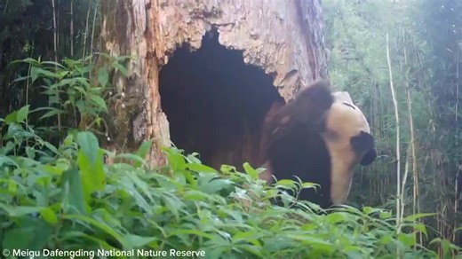 This is what protecting forest habitat looks like... pandas roaming where ancient trees grow! 🙌 Giant pandas use hollow tree trunks as birthing dens for their young – showing just how important… | WWF-UK