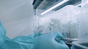 Close up shot of researcher hand in projective gloves open cultivating container for leaf quality check, growing small plant inside indoor humidity control room, science laboratory work research, smal