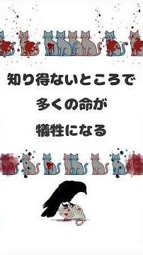 野良猫にエサを与えると… #保護猫 #野良猫