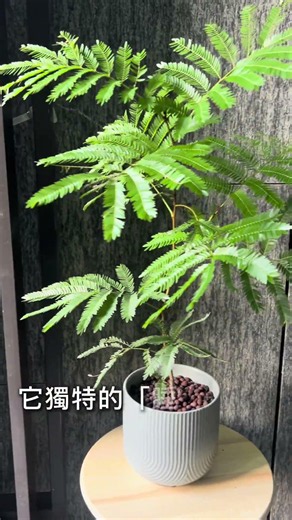 日系風小豆樹 #植物 #開幕 #桌上 #療癒