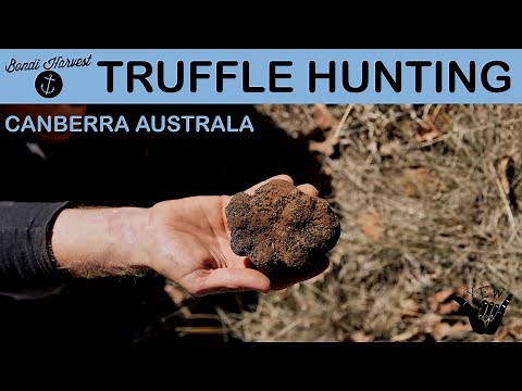 Truffle Hunting In Australia