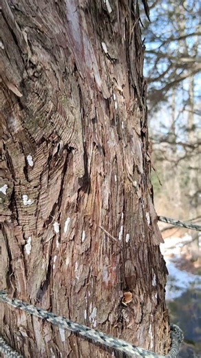 Identifying a cedar tree #survivalguide #trees #identifying