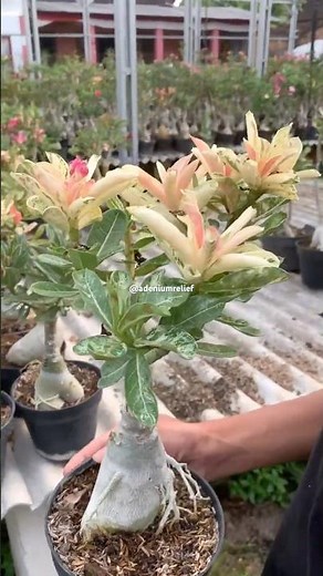 This Adenium Has The Most Stunning Variegated Leaves We’ve Ever Seen 🌿🤍😱 #flowers