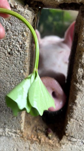 2.2K views · 13 reactions | Piglets Eating So Yummy #piglets #eating #pig #food #pigs #pigsofinstagram #eat #minipig #instafood #piggy #foodie #piglet #yummy #oink #delicious #petpig #hungry #pigstagram #foodgasm #piggies #yum #micropig #tasty #potbellypig #foodpic #pigsaspets #dinner #picutere #instagood #pigsweat | Pig Videos | Facebook