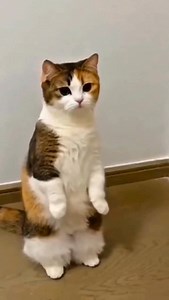 983K views · 4.6K reactions | Wait for end  @_kunnnu_09 #reels Instagram #reelvideos #reelviral #reaction #supporter #keepsupporting #sweet #sunset #smile #cute #song #marathi #loveislove #love #like #following #comment #share #foryou #kunnu_fam | Kunnnu09 | Facebook