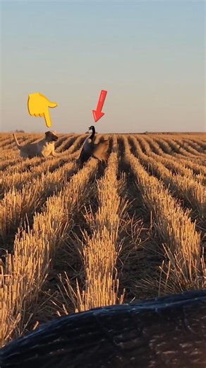 Dog vs Goose A Lesson in Bravery #winterbirds #birdhunting #season #hunting #usa #wildlife