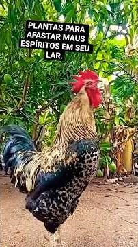 Afaste energias de baixa densidade em seu lar:# #aves #chicken #rooster
