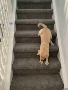 Stairs.. conquered #Shorts #diapersanddeadlifts