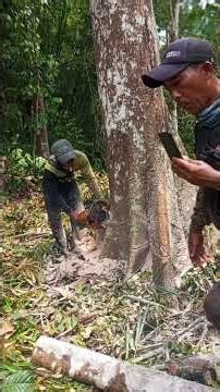 Tree felling techniques for beginner operators, please comment, guys, #chainsaw #wood #woodworking