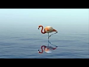 Types of Flamingo facts